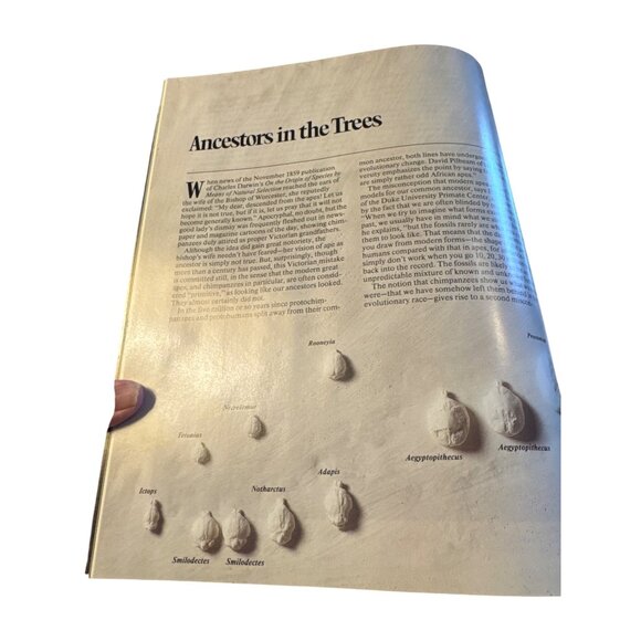 In The Age Of Mankind Hardcover Book Roger Lewin Smithsonian 1988 First Edition - Picture 6 of 6